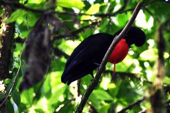 Monteverde Bird Watching Tour