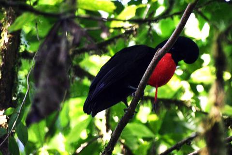 Monteverde Bird Watching Tour Costa Rica