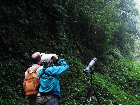 Monteverde Bird Watching Tour