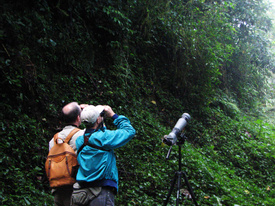Monteverde Bird Watching Tour