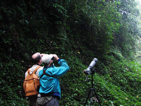 Monteverde Bird Watching Tour