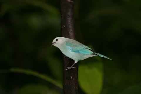 Early Bird Watching Tour Costa Rica