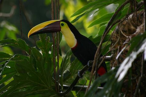 Early Bird Watching Tour Costa Rica
