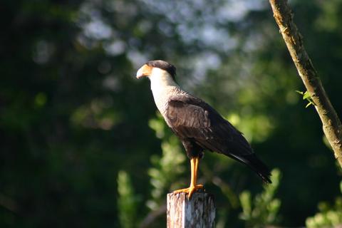 Tour de Observación de Aves por la Mañana