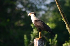 Early Morning Bird Watching Tour - Guanacaste