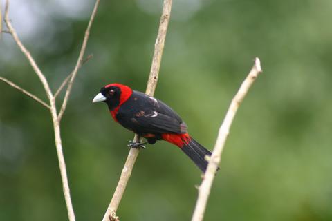Early Bird Watching Tour Costa Rica