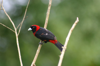 Early Bird Watching Tour photo 4