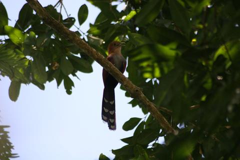 Early Bird Watching Tour Costa Rica