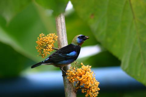 Early Bird Watching Tour Costa Rica