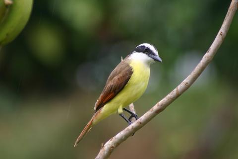 Early Bird Watching Tour Costa Rica
