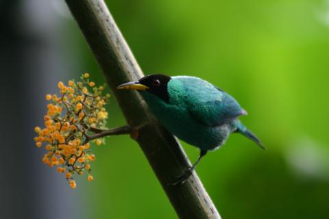 Early Bird Watching Tour Costa Rica