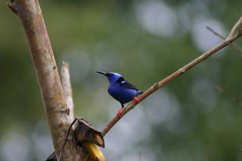 Early Bird Watching Tour Costa Rica