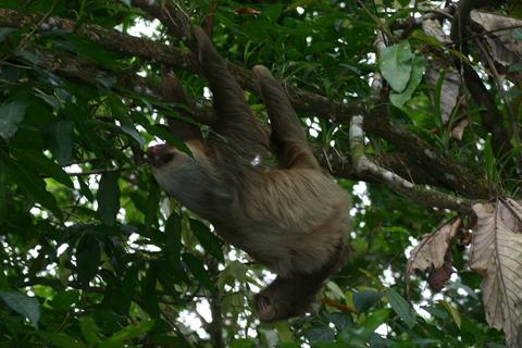 Early Bird Watching Tour Costa Rica