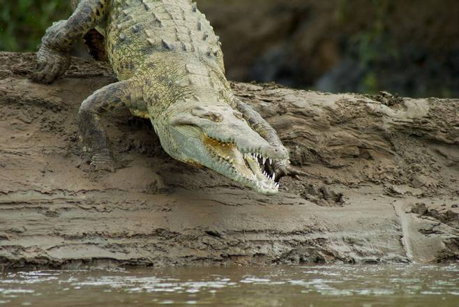 Eco Terra Shuttle and Crocodiles Tour, Costa Rica