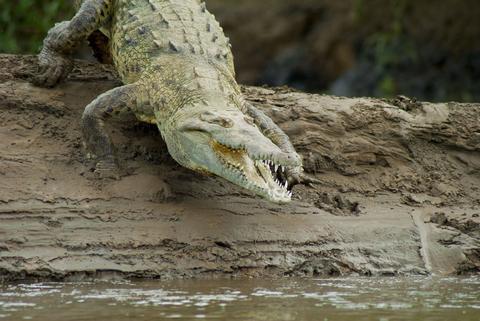 Eco Terra Shuttle and Crocodiles Tour Costa Rica