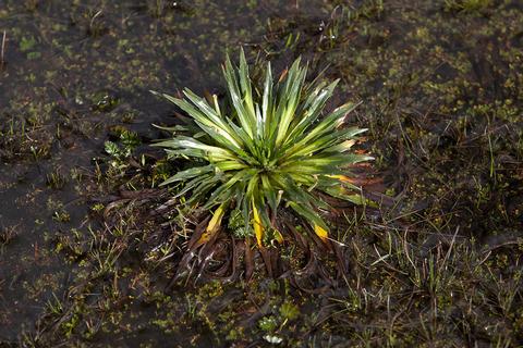 El Cajas National Park