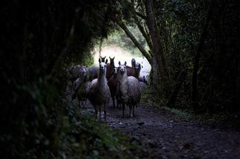El Cajas National Park photo 2