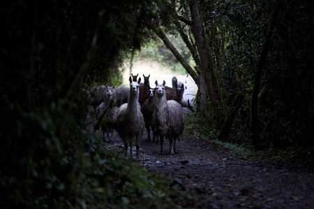 El Cajas National Park photo 2