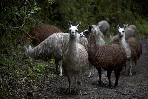 El Cajas National Park Ecuador