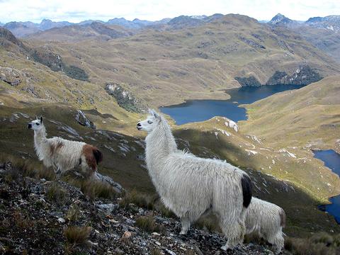 Parque Nacional El Cajas