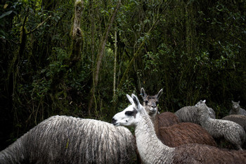 El Cajas National Park photo 4