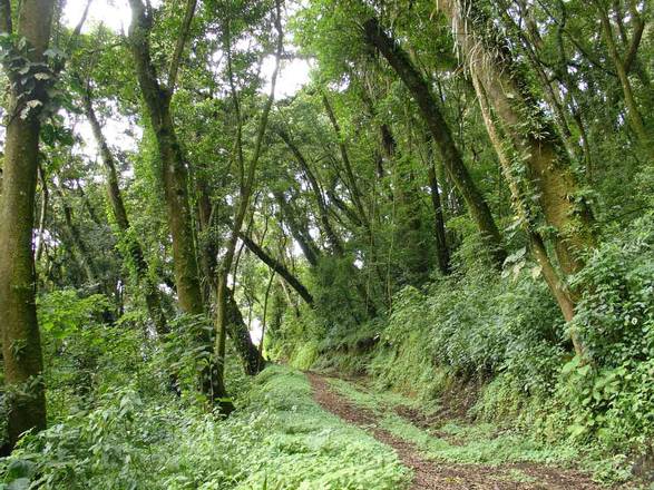 Finca Filadelfia Coffee Farm & Birdwatching, Guatemala