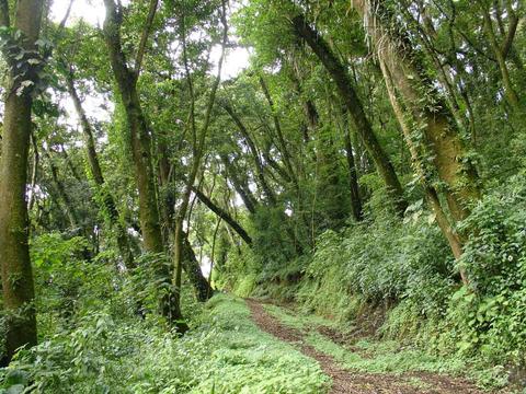 Finca Filadelfia y El turpial guatemalteco