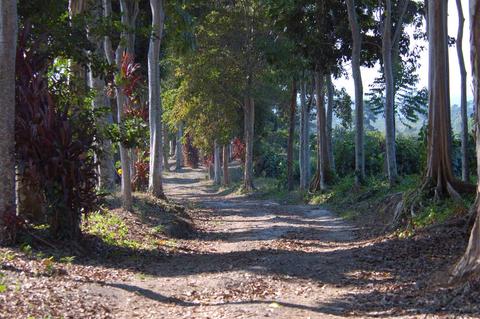 Finca Patrocinio and the White-bellied Chachalaca