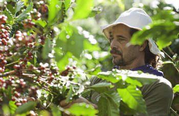 Recorrido por la plantación de Finca Rosa Blanca photo 3