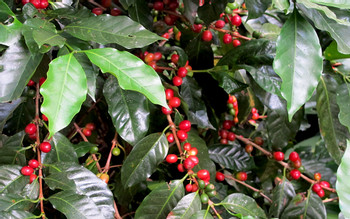 Recorrido por la plantación de Finca Rosa Blanca photo 4