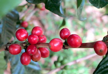Recorrido por la plantación de Finca Rosa Blanca photo 5