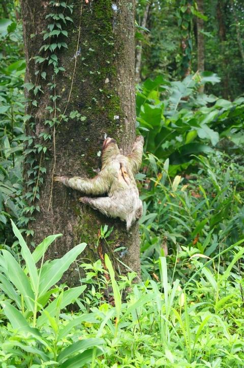 Gandoca Manzanillo Refuge Jungle Hike Costa Rica