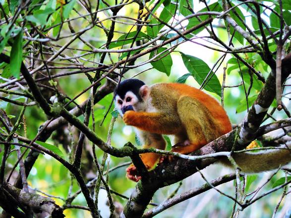 Golfito Wildlife Hiking Tour, Costa Rica