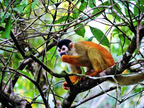 Golfito Wildlife Hiking Tour