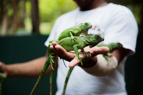 Green Iguana Conservation Project  Belize