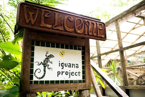 Green Iguana Conservation Project  Belize