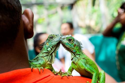 Green Iguana Conservation Project  Belize