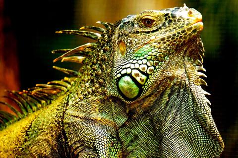 Green Iguana Conservation Project 