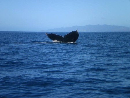 Guanacaste Scuba Diving photo 3