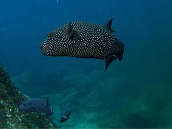 Guanacaste Scuba Diving