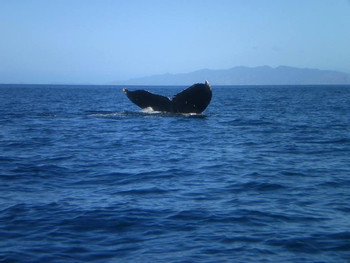 Snorkeling en Guanacaste photo 5