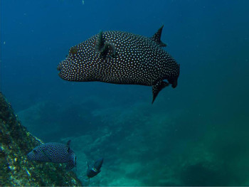 Snorkeling en Guanacaste photo 4