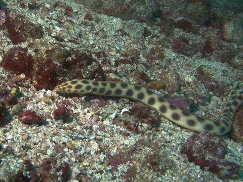 Guanacaste Snorkeling Costa Rica