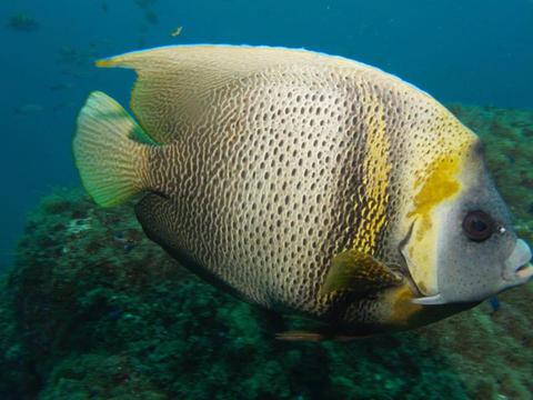 Snorkeling en Guanacaste