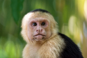 Tour guiado en el Parque Nacional Manuel Antonio photo 5