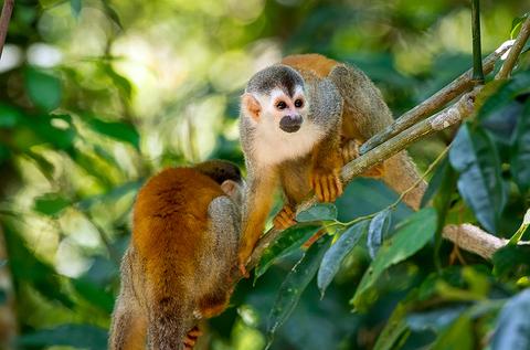 Tour guiado en el Parque Nacional Manuel Antonio