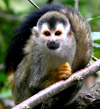 Tour guiado en el Parque Nacional Manuel Antonio photo 4