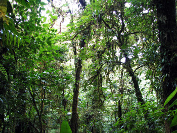 Guided Tour Santa Elena Reserve photo 4