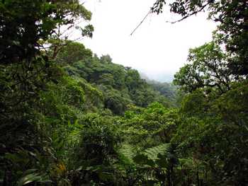 Guided Tour Santa Elena Reserve