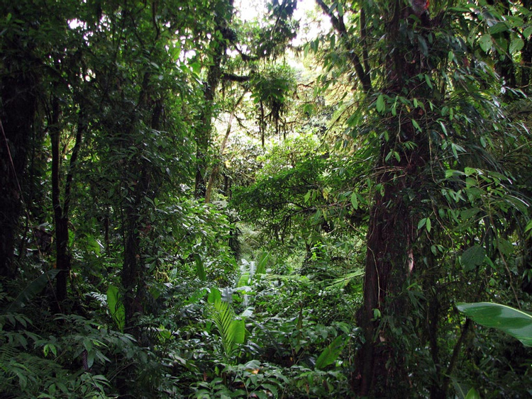 Guided Tour Santa Elena Reserve photo